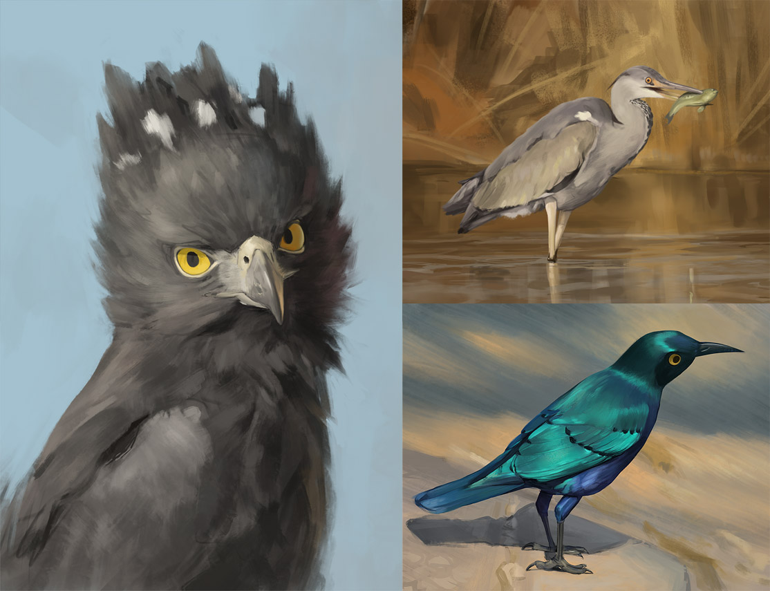 Bird studies